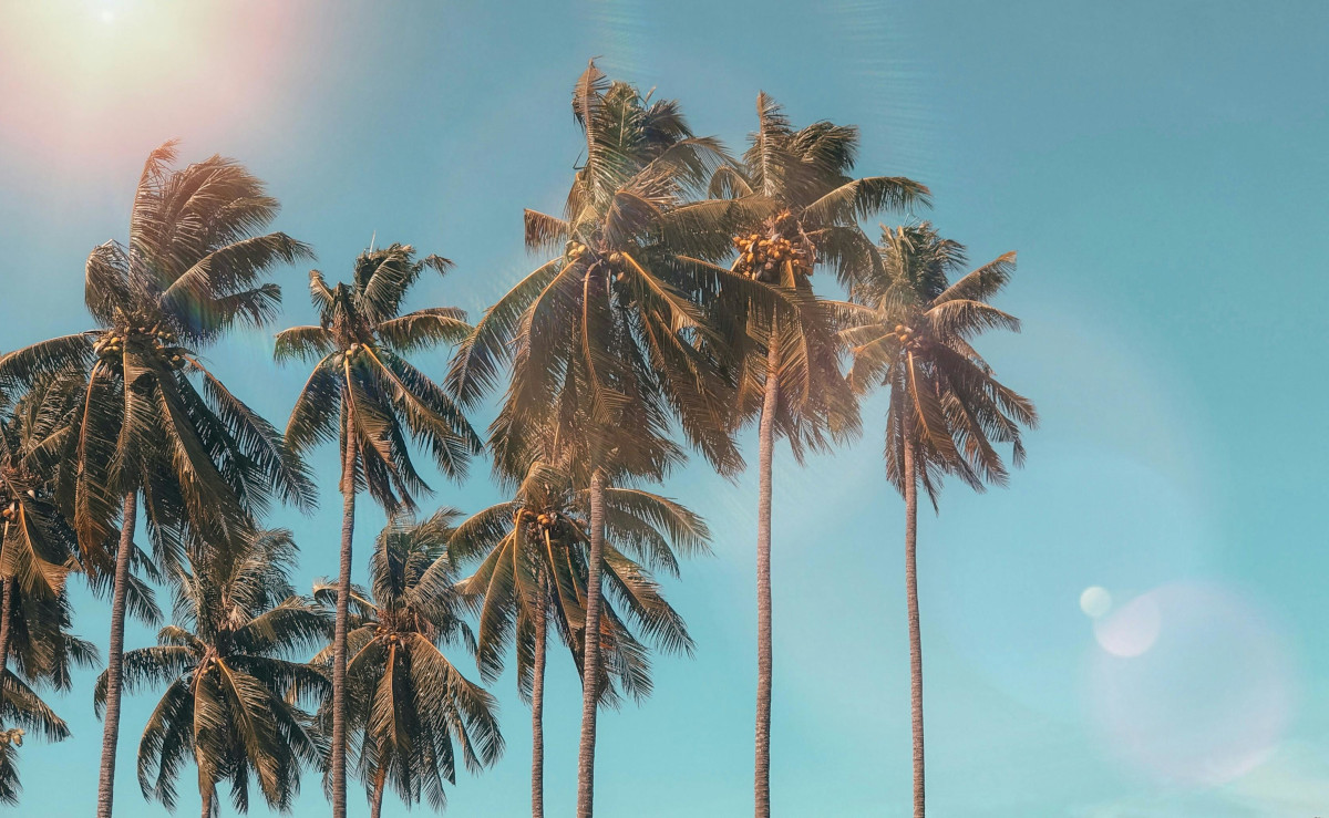 Kokosblütenzucker vs. Rohrzucker: Eine süße Wahl für Körper und Umwelt