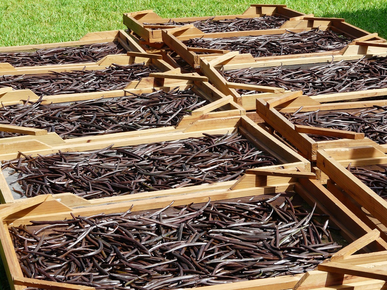 The Magic of Bourbon Vanilla in Molina Chai Madagascar